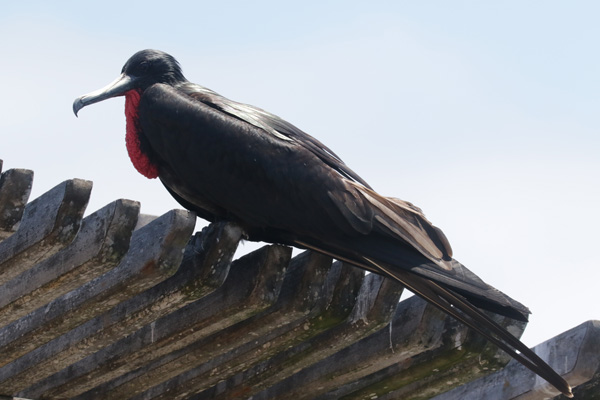 Great Frigatebird